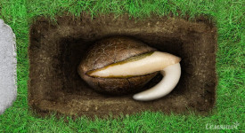 Гибель семян марихуаны