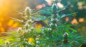 Подробно о цветении конопли в открытом грунте