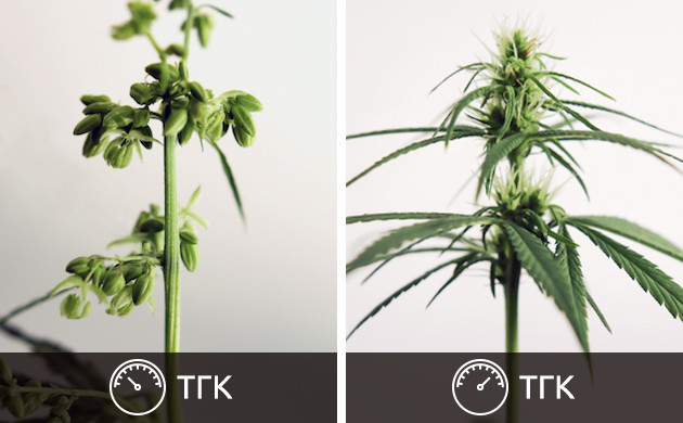 Мужское и женское растение конопли