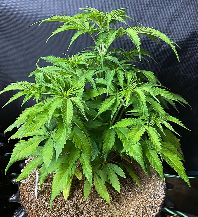 Стимуляция цветения Gorilla Glue #4 Gorilla Glue #4 дневник по выращиванию