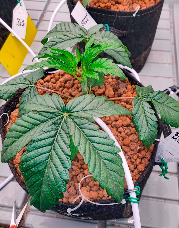 Топпинг куста Biscotti Mintz и подготовка к мэйн линингу