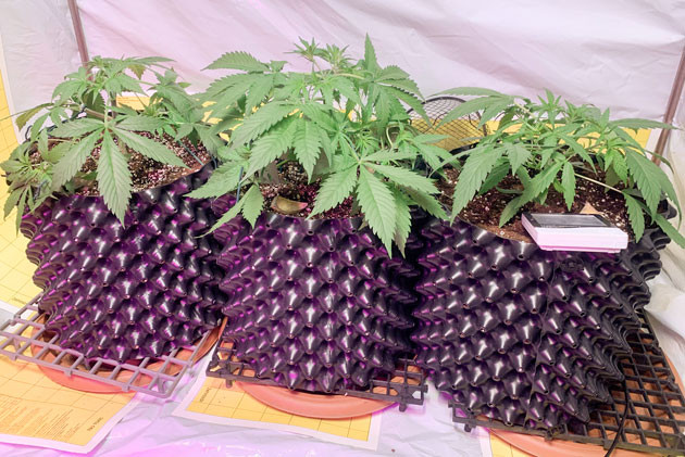 Кусты Gorilla Auto на стадии вегетации