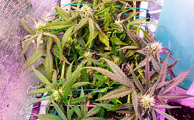 Куст каннабиса причудливой формы