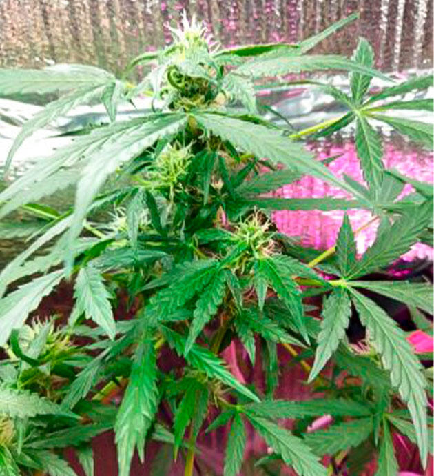 Куст Auto Tutankhamon на фазе цветения