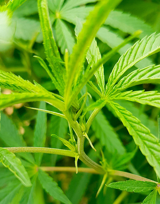 Куст Runtz Muffin на цветении