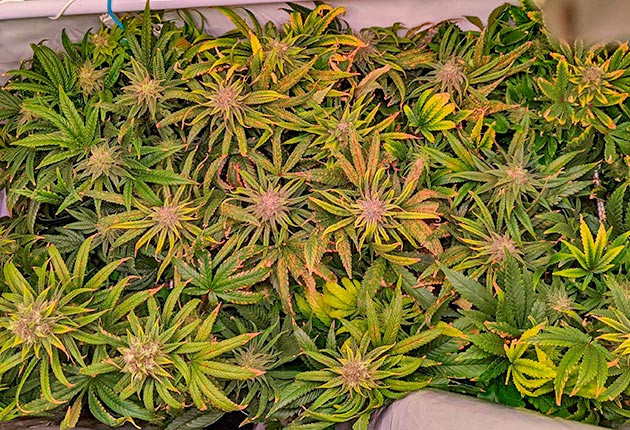 Кусты Bruce Banner #3 от сидбанка Herbies Seeds на 13 неделе