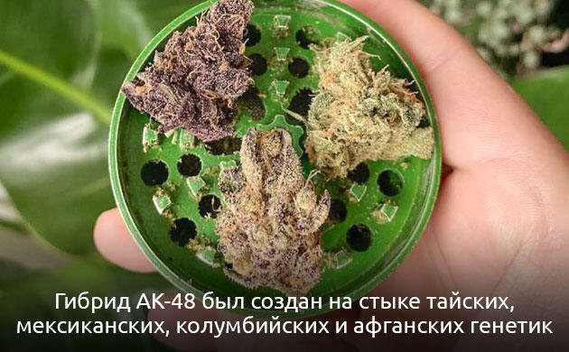 Генетика AK-48