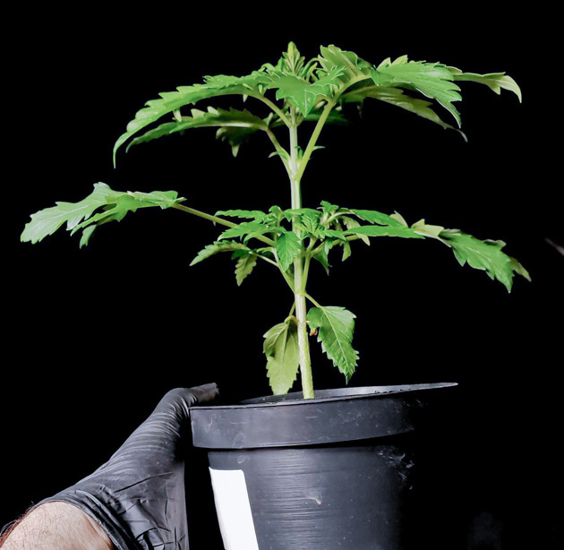 Техники топпинга и лолипоппинга для Lemon Citron Необходимость пересадки и обрезки Lemon Citron