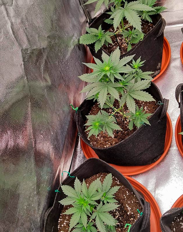 Кусты Purple Punch OG XL Auto от Sweet Seeds на 3 неделе