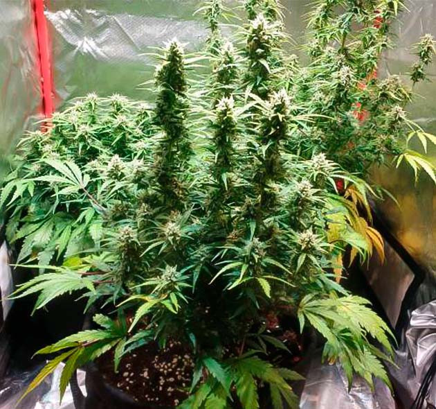 Тренировка куста Zkittlez Auto Дефолиация конопли