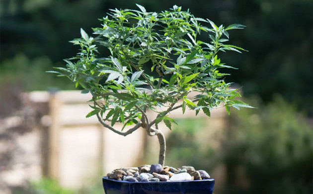 Древовидная форма куста