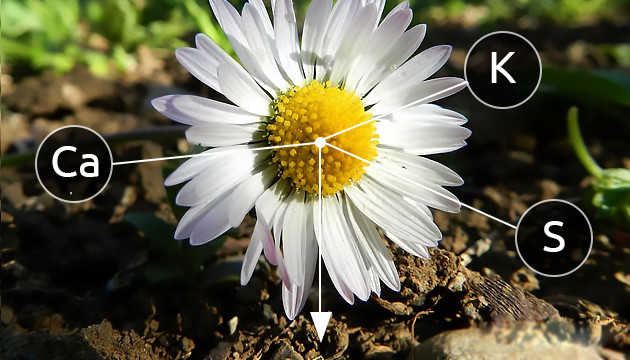 Ромашка накапливает полезные элементы
