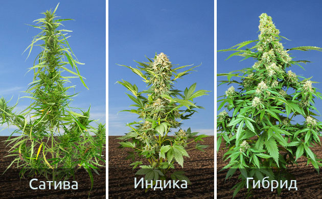 Выбор между сативой и индикой