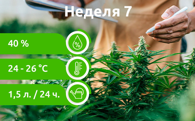 Седьмая неделя: Проверки Неделя 7: Регулярные проверки