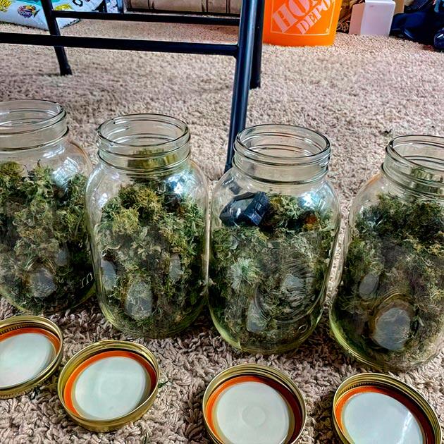 Общие впечатления о грове сорта Godzilla Cookies Auto Харвест конопли