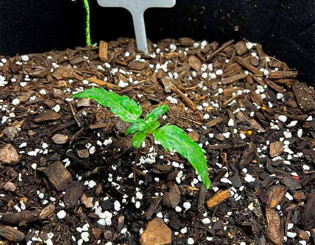 Проращивание сорта Gelato