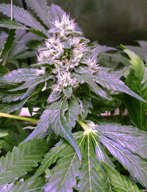 Шишка марихуаны