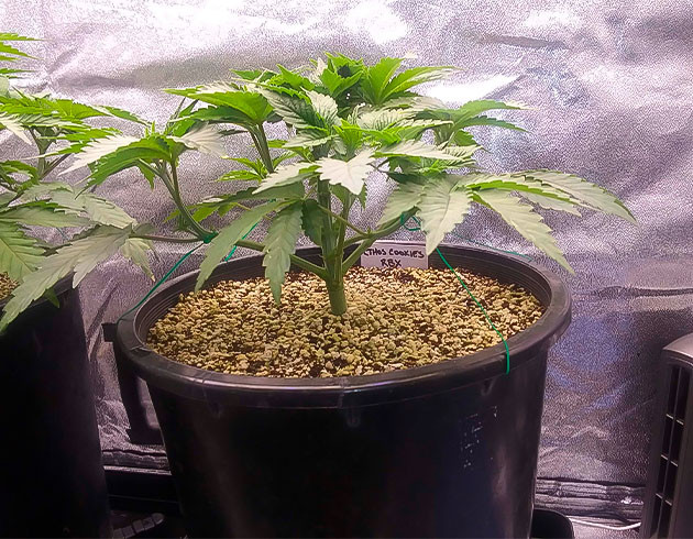 Куст Ethos Cookies R2 на стадии вегетации