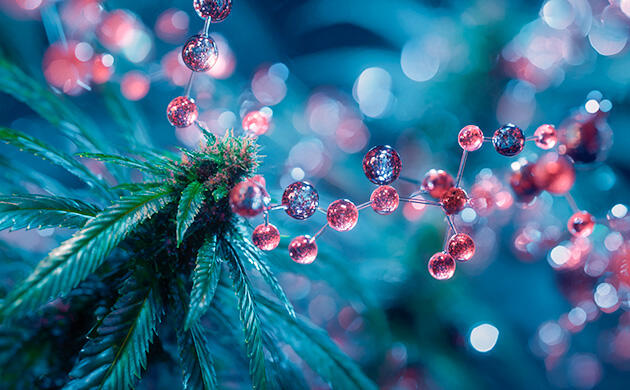 Каннабигерол: роль в синтезе ТГК, КБД и КБХ, влияние на нервную систему КБГ – ключевой каннабиноид для медицинских сортов