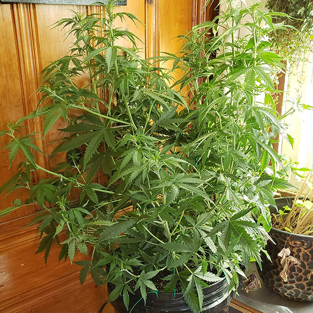 Седьмая неделя выращивания Mexican Airlines auto fem