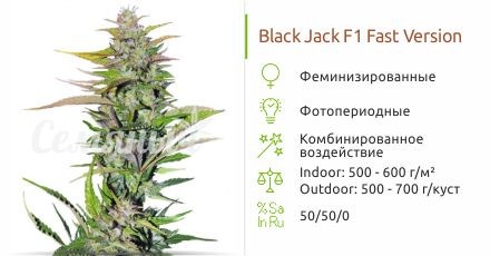 Black Jack F1 Fast Version fem (Sweet Seeds)