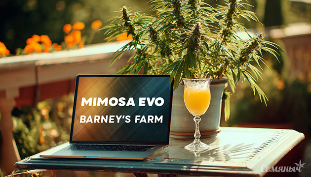 Выращивание сорта марихуаны Mimosa Evo от Barney's Farm Гроурепорт сорта Mimosa Evo от Barney's Farm