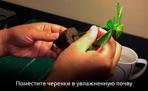 Поместить срезанные клоны в увлажненную почву