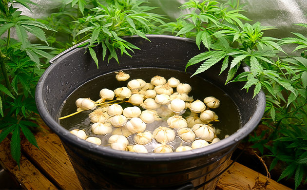 Как чеснок защищает каннабис от насекомых