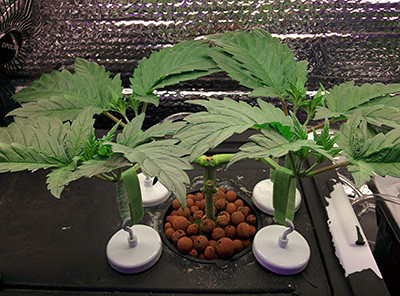 Рост конопли Fruit Punch fem