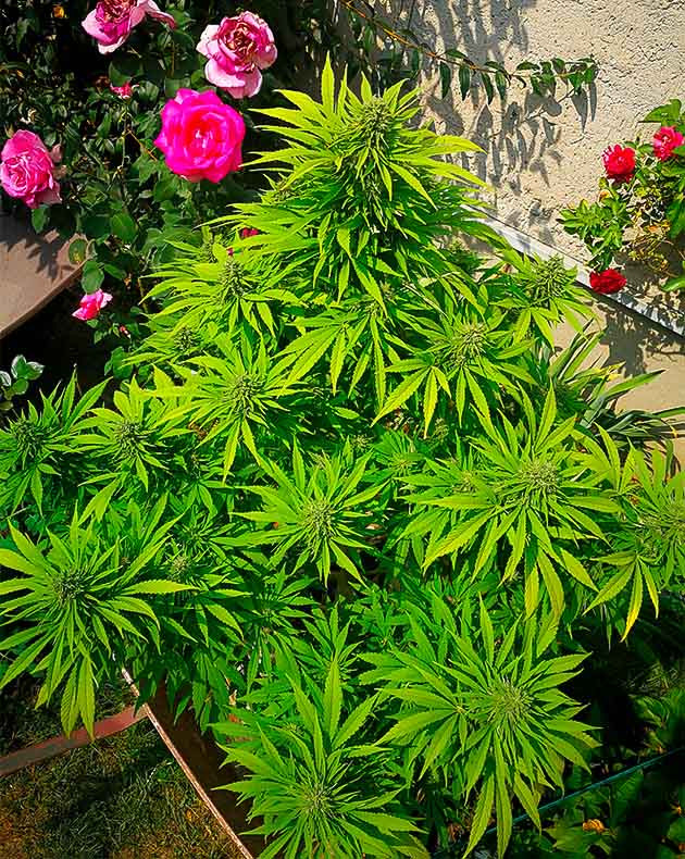 Жаркая погода на 17 неделе выращивания Цветущий каннабис