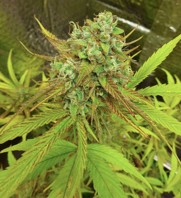 Предхарвест Wedding Cake Auto