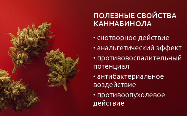 Каннабинол способствует сну, снижает воспаление и стимулирует регенерацию костей Каннабинол (КБН) в конопле