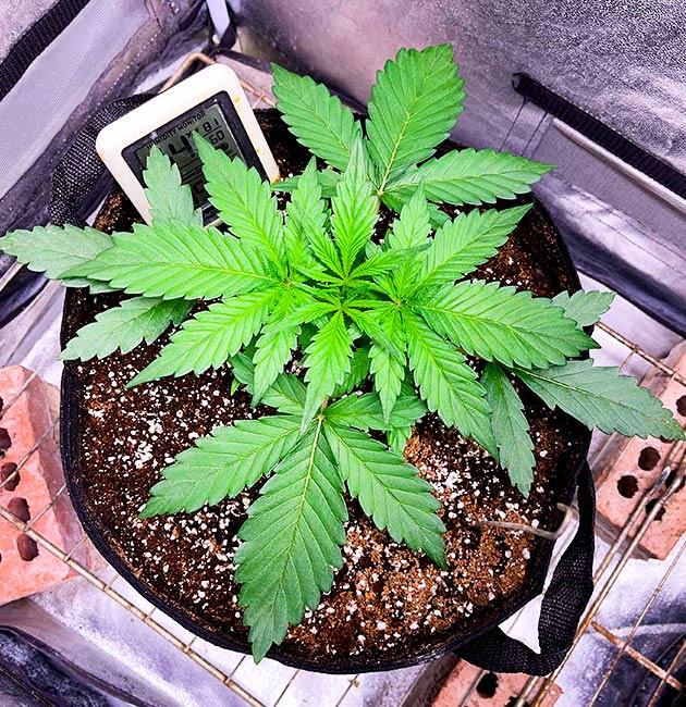 Подкормка куста Bruce Banner Auto