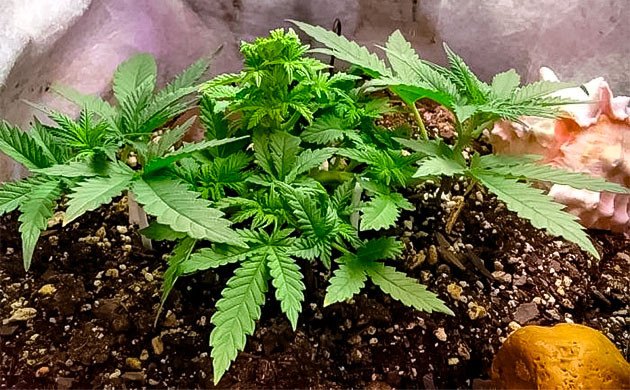 Техника фимминг каннабиса Марихуана на 5 неделе роста