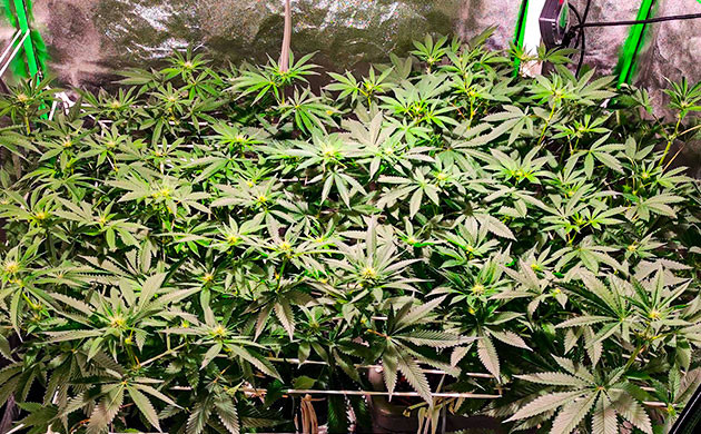 Bubba Island Kush смена раствора на 9ой неделе