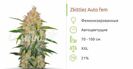 Zkittlez Auto от FastBuds