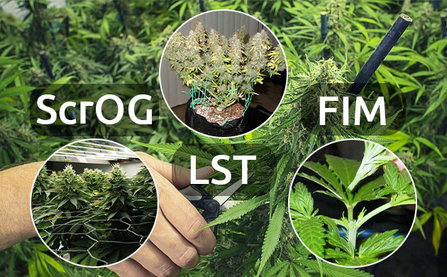 Техники тренировки ScrOG, LST, FIM