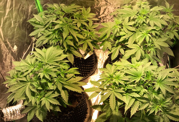 Рост кустов Jack 47 auto на 4 неделе выращивания