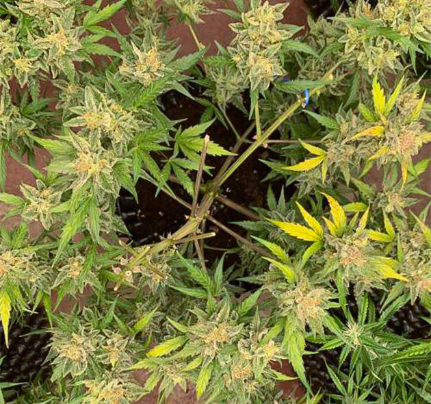 Подготовка к уборке урожая Auto Mokum’s Tulip