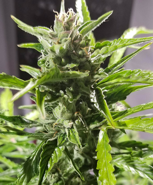 Стадия цветения марихуаны