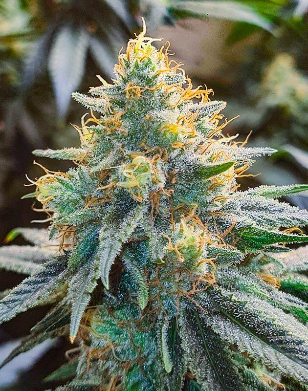 Подготовка к харвесту Покрытая трихомами шишка каннабиса