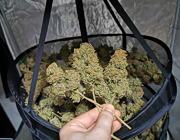 Урожай на сушилке из сетки