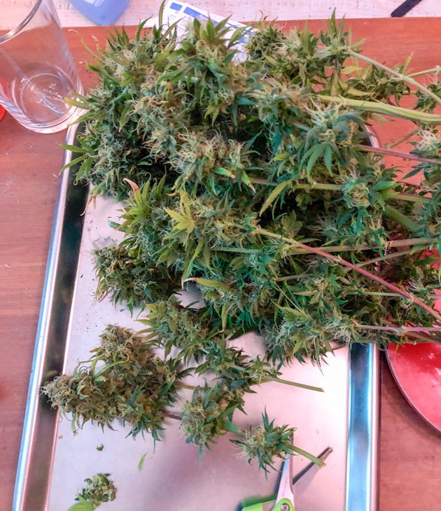 Общие впечатление от грова сорта Euforia X Собранные шишки сорта Euforia X