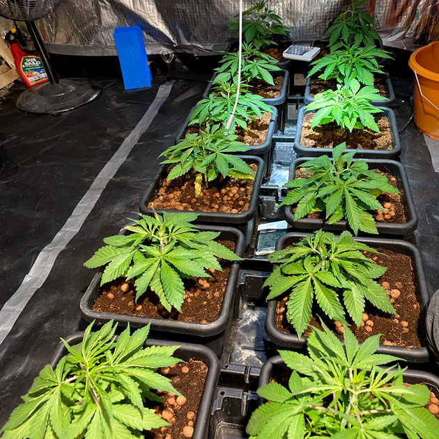 Начало тренировок на 4 неделе Пересадка в 8 литровые горшки