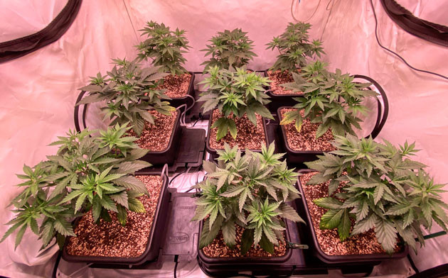 Кусты сорта Orange Kush Cake R1 ростом 30 см