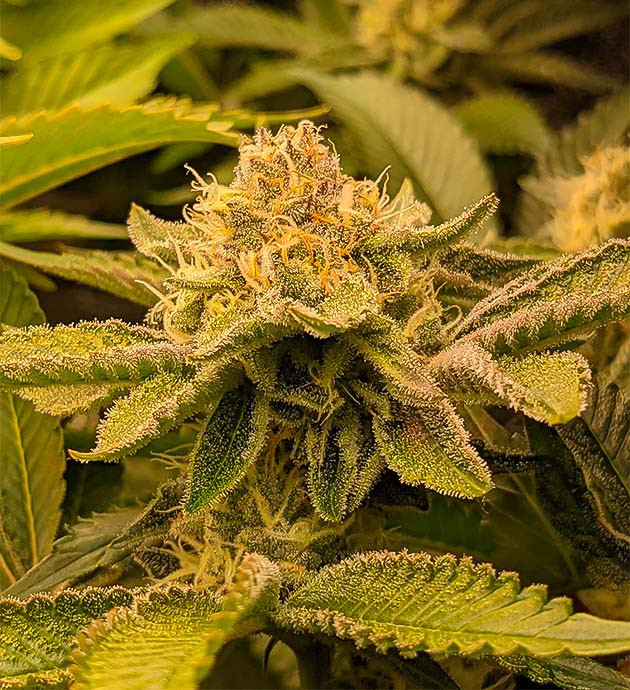 Blue Gelato 41 на цветении