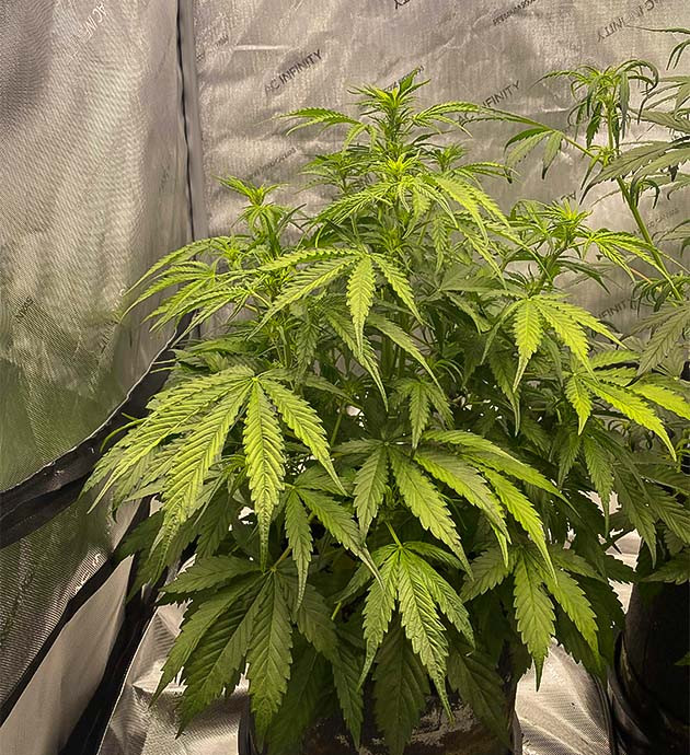 Куст на 1 неделе стадии цветения