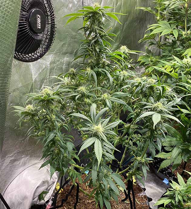 Избавление от веерных листьев Применение дефолиации для сорта Gorilla Glue #4