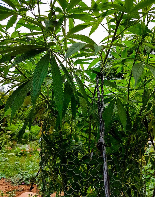 Тренировка растения Runtz Muffin