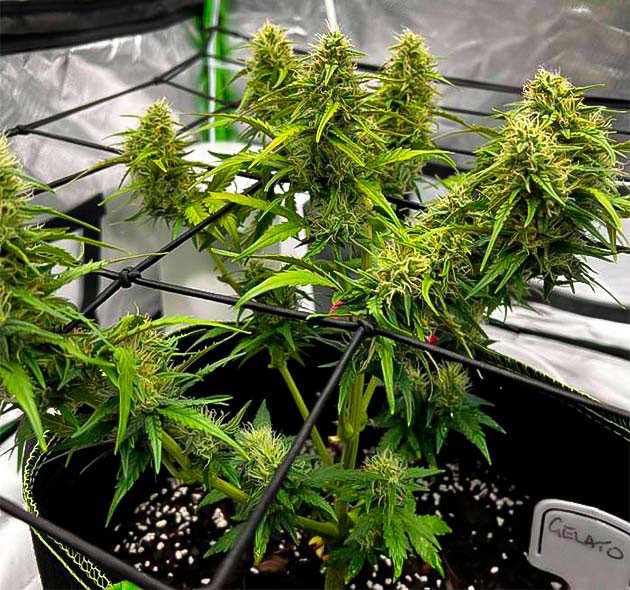 Куст Gelato от Blimburn Seeds на 7 неделе